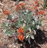 Kalanchoe Bracteata