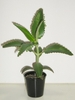 potted plant with succulent leaves. Leaf edges bearing plants.