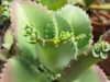 Succulent leaves with tiny plantlets borne on the margins.