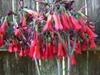 Clusters of red, pendent, tubular flowers.
