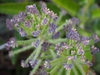Plantlets forming on leaf margins