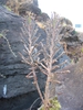 Form in native habitat