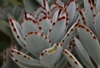 Close-up of fuzzy, succulent leaves. Brown spots on margins.