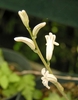 Raceme of white tubular flowers.