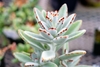 Succulent, fuzzy leaves with brown markings on the margins.