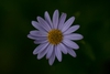Kalimeris incisa