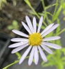 Kalimeris incisa
