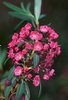 Kalmia angustifolia, K. carolina