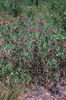 Kalmia angustifolia, K. carolina
