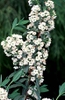 Kalmia angustifolia, K. carolina