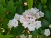 A cluster of white, bell-shaped flowers & pink, ridged buds