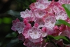 Cluster of pink bell-shaped flowers with pink, ridged buds