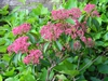Kalmia latifolia 'Sarah'