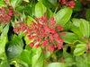 Kalmia latifolia 'Sarah'