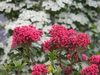 Kalmia latifolia 'Sarah'