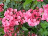 Kalmia latifolia 'Sarah'