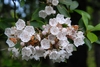 A cluster of white, bell-shaped flowers & pink, ridged buds