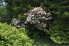 Shrub covered in white flowers among other green shrubs.