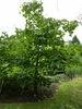 form of the tree