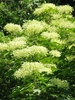 Clusters of creamy flowers