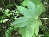 Underside of leaf