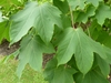 Large 5 lobed leaves
