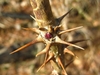 Long spines on a young branch