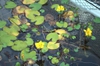 Nymphoides pelatum