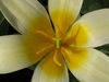 Close up of flower