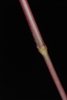 Reddish stem Stem sheath on reddish stem with few hairs
