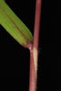 Stem sheath on reddish stem with few hairs (Greensboro, NC)-Mid