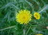Sonchus asper