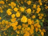 'Pleniflora' Flower Close-up