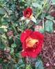 Flower and bud