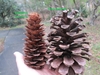 Keteleeria davidiana cone compared to a Pinus palustris cone