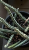 Leafless succulent with striped cylindrical stems.