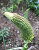 Kniphofia