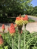 Kniphofia