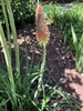 Kniphofia