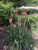 Kniphofia