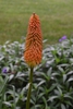 Kniphofia