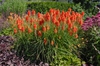 Kniphofia uvaria