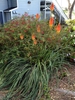 Kniphofia uvaria