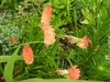 Kniphofia uvaria flowers