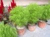 Kochia scoparia