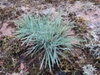 Blue-green leaves