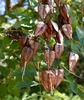 Seed Pods - Early Fall - Moore Co., NC