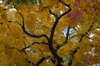 Fall Color Leaf