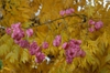 Fall Leaf and Fruit