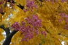Fall Fruit